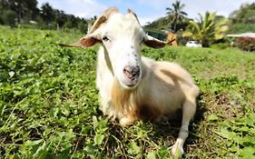 Jo'S Farmstay-Charming Holiday Farm Close To Famous Muri Beach